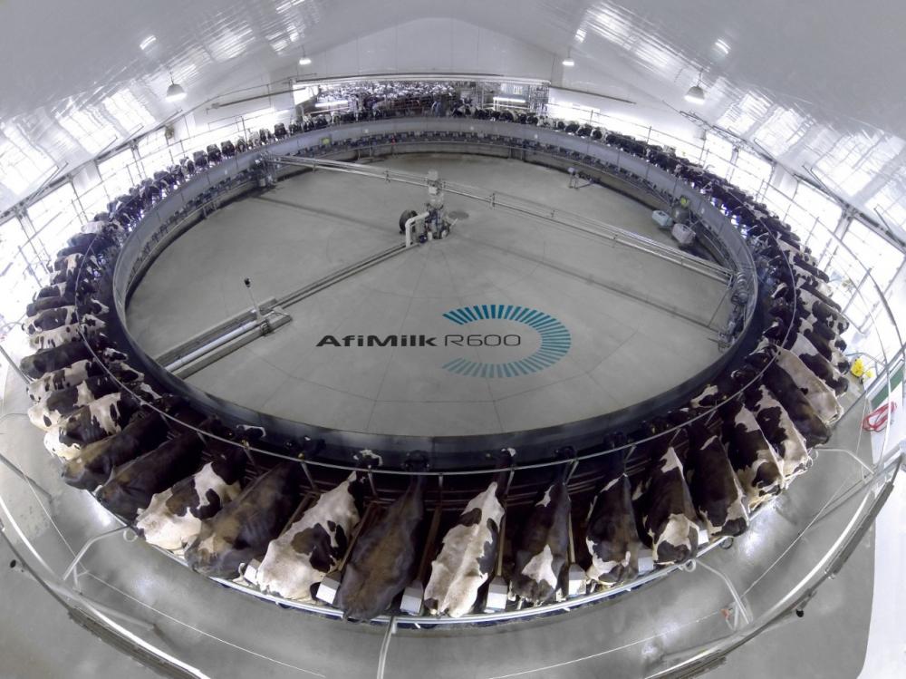 Karusel tipli 40 baş sağım makinesi (büyükbaş hayvan)